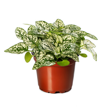 Confetti White, Hypoestes Seeds - Packet image number null